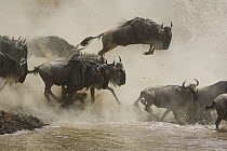 Blue Wildebeest (Connochaetes taurinus) leaping into the Mara River during migration, Masai Mara National Reserve, Kenya