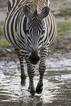 Burchell's Zebra (Equus burchellii) portrait, Masai Mara National Reserve, Kenya