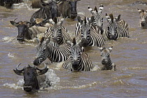 Burchell's Zebra (Equus burchellii) herd including a 2-3 week old foal and Blue Wildebeest (Connochaetes taurinus) migrating across the Mara River, Masai Mara National Reserve, Kenya
