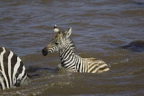Burchell's Zebra (Equus burchellii) young foal, 2-3 weeks old, crossing the Mara River, Masai Mara National Reserve, Kenya