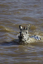 Burchell's Zebra (Equus burchellii) crossing the Mara River during migration, Masai Mara National Reserve, Kenya
