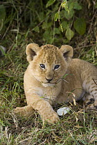 African Lion (Panthera leo) five week old cub, vulnerable, Masai Mara National Reserve, Kenya