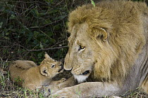 African Lion (Panthera leo) five week old cub playing with adult male after being introduced to pride for the first time, vulnerable, Masai Mara National Reserve, Kenya