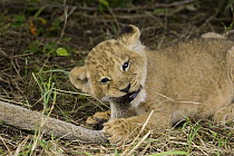 African Lion (Panthera leo) five week old cubs playing with an adult pride member's tail, vulnerable, Masai Mara National Reserve, Kenya