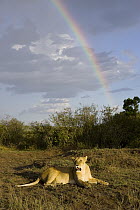 African Lion (Panthera leo) adult female with rainbow in background, vulnerable, Masai Mara National Reserve, Kenya