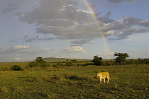 African Lion (Panthera leo) adult female with rainbow in background, vulnerable, Masai Mara National Reserve, Kenya
