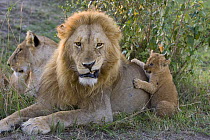 African Lion (Panthera leo) six to seven week old cub playing with adult male, vulnerable, Masai Mara National Reserve, Kenya