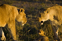 African Lion (Panthera leo) mother greeting female pride member with frightened six to seven week old cub below, vulnerable, Masai Mara National Reserve, Kenya