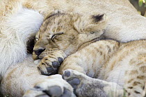 African Lion (Panthera leo) six to seven week old cub sleeping against mother, vulnerable, Masai Mara National Reserve, Kenya