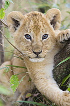 African Lion (Panthera leo) six to seven week old cub, vulnerable, Masai Mara National Reserve, Kenya