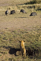 African Lion (Panthera leo) seven to eight week old cub watching Helmeted Guineafowl (Numida melegris), Masai Mara National Reserve, Kenya