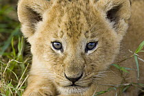 African Lion (Panthera leo) five week old cub portrait, vulnerable, Masai Mara National Reserve, Kenya