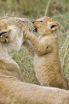 African Lion (Panthera leo) five to six week old cub playing with his mother, vulnerable, Masai Mara National Reserve, Kenya