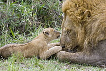 African Lion (Panthera leo) six to seven week old cub playing with adult male, vulnerable, Masai Mara National Reserve, Kenya