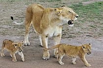 African Lion (Panthera leo) mother and six to seven week old cubs, vulnerable, Masai Mara National Reserve, Kenya