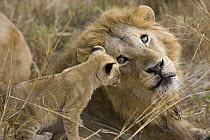 African Lion (Panthera leo) six to seven week old cub playing with adult male, Masai Mara National Reserve, Kenya, vulnerable