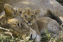 African Lion (Panthera leo) mother resting with four week old cub, vulnerable, Masai Mara National Reserve, Kenya
