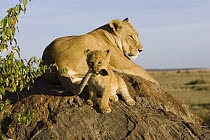 African Lion (Panthera leo) seven to eight week old cub playing with its mother's tail, vulnerable, Masai Mara National Reserve, Kenya