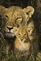 African Lion (Panthera leo) five week old cub peeks out of the den at sunrise with its mother, vulnerable, Masai Mara National Reserve, Kenya