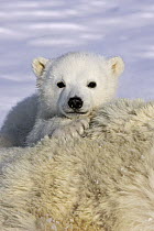 Polar Bear (Ursus maritimus) three to four month old cub peeking over mother's body while she is tranquilized by researchers, vulnerable, Wapusk National Park, Manitoba, Canada