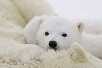 Polar Bear (Ursus maritimus) three to four month old cub cuddling against mother's body while she is tranquilized by researchers, vulnerable, Wapusk National Park, Manitoba, Canada