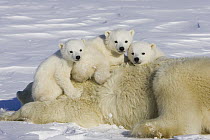 Polar Bear (Ursus maritimus) three to four month old triplet cubs on top of their mother after she is tranquilized by researchers, vulnerable, Wapusk National Park, Manitoba, Canada