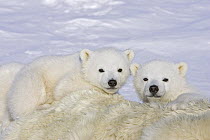 Polar Bear (Ursus maritimus) three to four month old triplet cubs on top of their mother after she is tranquilized by researchers, Wapusk National Park, Manitoba, Canada