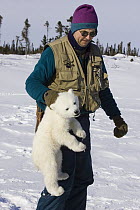 Polar Bear (Ursus maritimus) researcher Nick Lunn carries a tranquilized three to four month old cub by the scruff during examination, vulnerable, Wapusk National Park, Manitoba, Canada