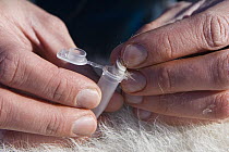 Polar Bear (Ursus maritimus) researcher collects a tissue sample from three to four month old cub, vulnerable, Wapusk National Park, Manitoba, Canada