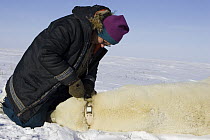 Polar Bear (Ursus maritimus) researcher Nick Lunn removes the radio collar from an anesthetized adult female, vulnerable, Wapusk National Park, Manitoba, Canada