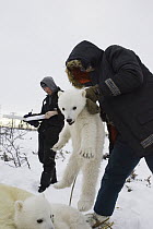 Polar Bear (Ursus maritimus) researcher Nick Lunn holds three to four month old cub by the scruff while administering an anesthetic, vulnerable, Wapusk National Park, Manitoba, Canada