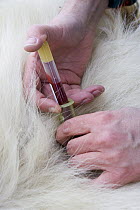 Polar Bear (Ursus maritimus) researcher Nick Lunn collects blood sample from an anesthetized adult female, vulnerable, Wapusk National Park, Manitoba, Canada
