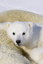 Polar Bear (Ursus maritimus) three to four month old cub peeking over mother after she is tranquilized by researchers, vulnerable, Wapusk National Park, Manitoba, Canada