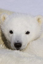 Polar Bear (Ursus maritimus) three to four month old cub peeking over mother after she is tranquilized by researchers, vulnerable, Wapusk National Park, Manitoba, Canada