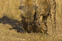 Spotted Hyena (Crocuta crocuta) mother trying to lift playful 8 to 10 week old cub, Masai Mara National Reserve, Kenya