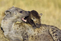 Spotted Hyena (Crocuta crocuta) mother playing with 8 to 10 week old cub, Masai Mara National Reserve, Kenya