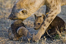 Spotted Hyena (Crocuta crocuta) mother and 8 to10 week old cub chewing on skull that was brought back to communal den, Masai Mara National Reserve, Kenya