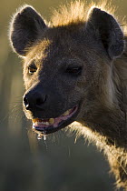 Spotted Hyena (Crocuta crocuta) adult portrait, Masai Mara National Reserve, Kenya