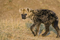 Spotted Hyena (Crocuta crocuta) 4 month old cub with wildebeest hair in mouth, Masai Mara National Reserve, Kenya