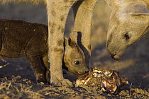 Spotted Hyena (Crocuta crocuta) mother and 8 to 10 week old cub chewing on wildebeest skull that was brought back to communal den, Masai Mara National Reserve, Kenya