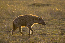 Spotted Hyena (Crocuta crocuta) adult walking at sunset, Masai Mara National Reserve, Kenya
