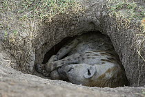 Spotted Hyena (Crocuta crocuta) mother sleeping at communal den, Masai Mara National Reserve, Kenya