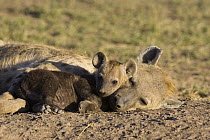 Spotted Hyena (Crocuta crocuta) 10 to 12 week old cub with mother, Masai Mara National Reserve, Kenya