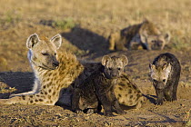 Spotted Hyena (Crocuta crocuta) mother and 12 to 14 week old cubs, Masai Mara National Reserve, Kenya