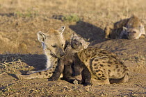 Spotted Hyena (Crocuta crocuta) mother and affectionate 12 to 14 week old cub, Masai Mara National Reserve, Kenya