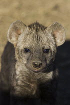 Spotted Hyena (Crocuta crocuta) 12 to 14 week old cub, Masai Mara National Reserve, Kenya