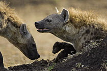 Spotted Hyena (Crocuta crocuta) mother protecting 3 to 4 day old cub, Masai Mara National Reserve, Kenya