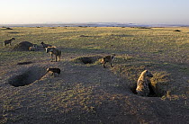 Spotted Hyena (Crocuta crocuta) group at communal den, Masai Mara National Reserve, Kenya