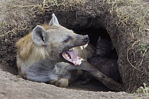 Spotted Hyena (Crocuta crocuta) yawning mother in den with 22 day old cubs, Masai Mara National Reserve, Kenya