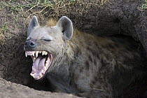 Spotted Hyena (Crocuta crocuta) adult female yawning at den, Masai Mara National Reserve, Kenya